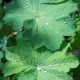 Ladies Mantle revised