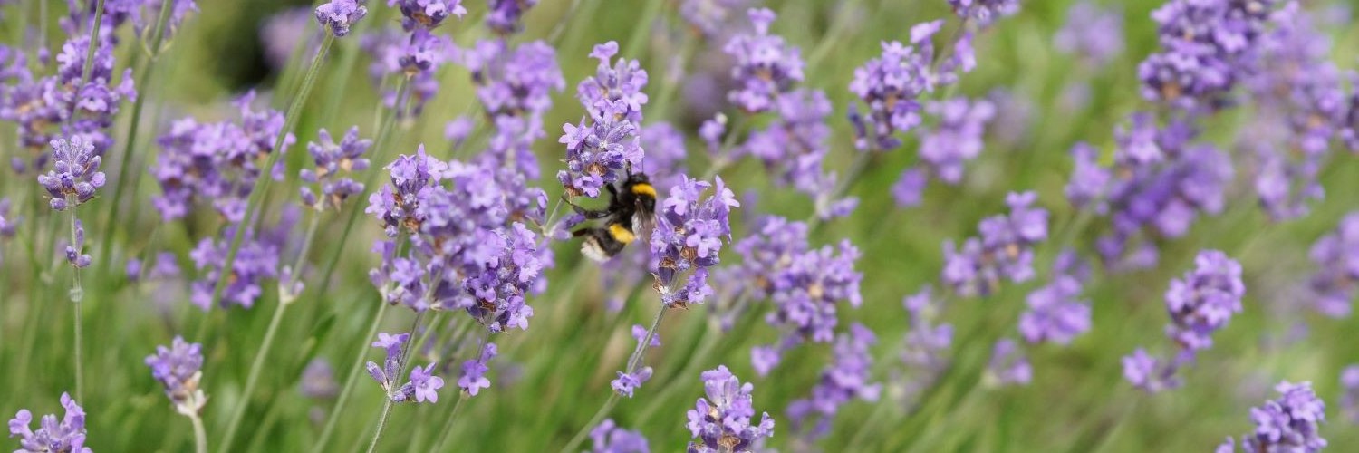 Bee on Lavendar header